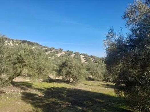 Grundstück zum Kauf 260.000 € El Quemado S/N Villanueva de Algaidas 29310