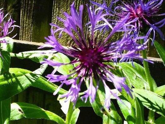 Einfamilienhaus zur Miete 2.500 € 7 Zimmer 250 m² 980 m² Grundstück Wangen Wangen im Allgäu 88239