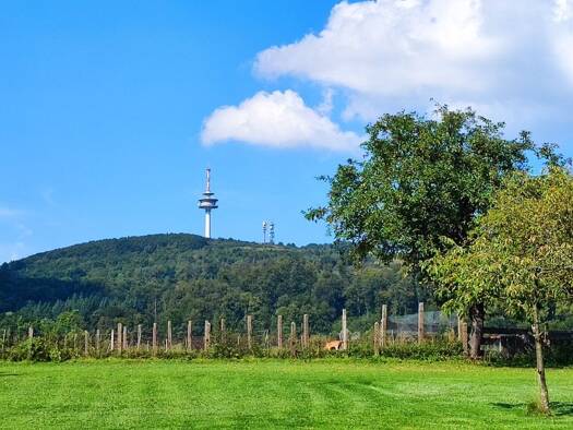 Einfamilienhaus zum Kauf provisionsfrei 180.000 € 10 Zimmer 230 m² 1.991 m² Grundstück frei ab sofort Bödexen Höxter 37671