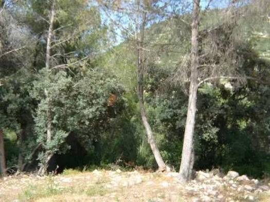 Acker-/Waldstück zum Kauf 120.000 € Alcalalí Alcalalí 03728