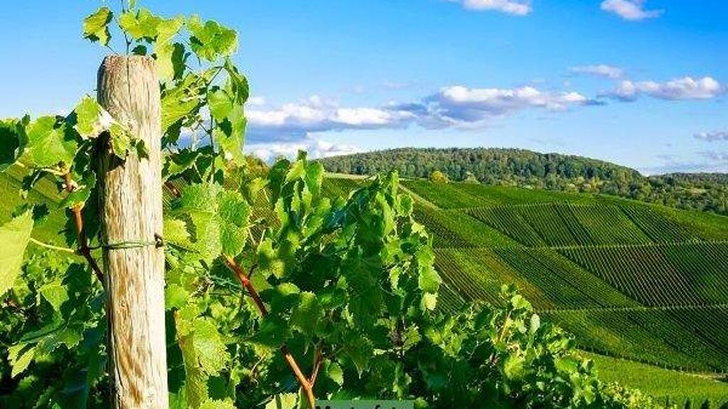 Weingut zum Kauf 552.000 € 1.234 m² Grundstück Klüsserath 54340