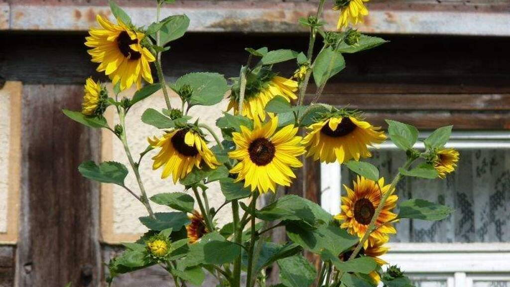 Einfamilienhaus zum Kauf 99.000 € 5 Zimmer 120 m² 264 m² Grundstück Lengfurt Triefenstein 97855