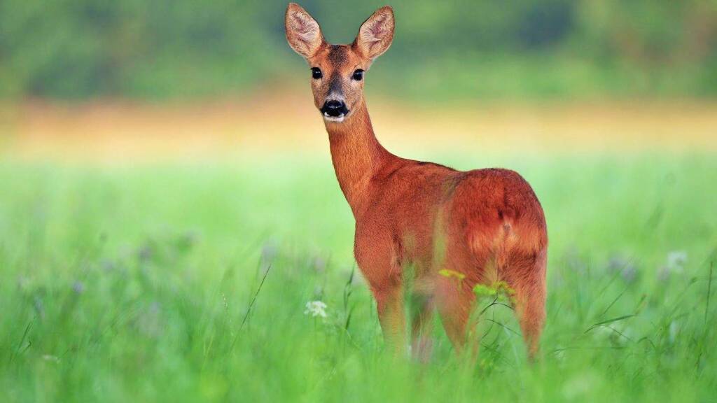 Jagdrevier zum Kauf provisionsfrei 6.900.000 € 760.000 m² Grundstück Bersenbrück 49593