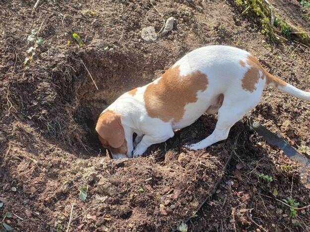 Haus zum Kauf 642.944 € 5 Zimmer 140 m² 243 m² Grundstück Budenheim 55257