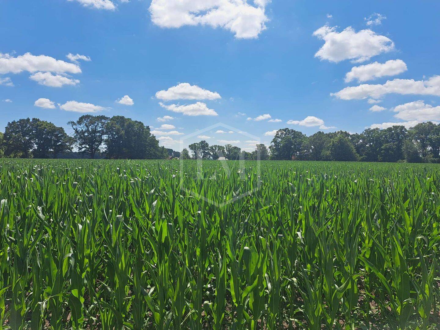 Landwirtschaftliche Fläche zum Kauf, Petershagen