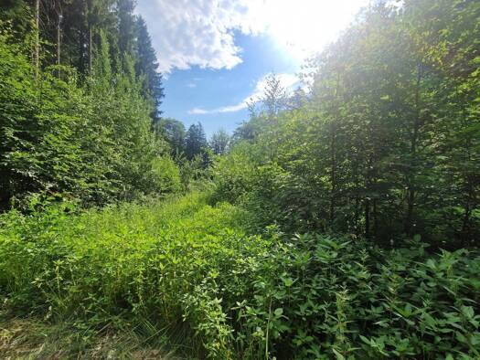 Land-/Forstwirtschaft zum Kauf 31.000 € 12.440 m² Grundstück Irlach Tiefenbach 93464
