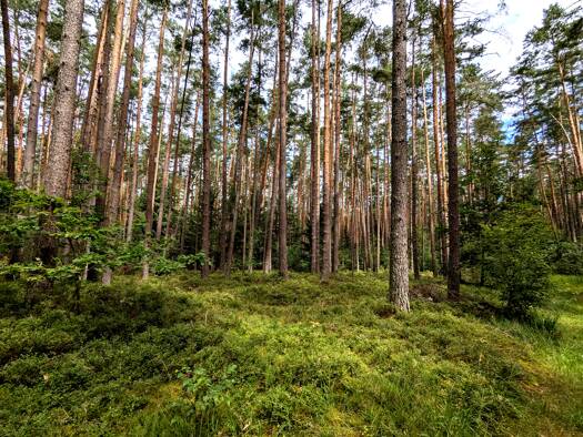 Land-/Forstwirtschaft zum Kauf 220.000 € 51.750 m² Forth Eckental 90542