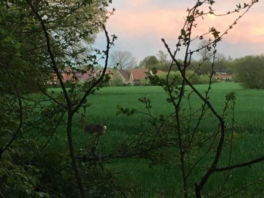 Grundstück zum Kauf 147.000 € 497 m² Grundstück Sassenberg 48336