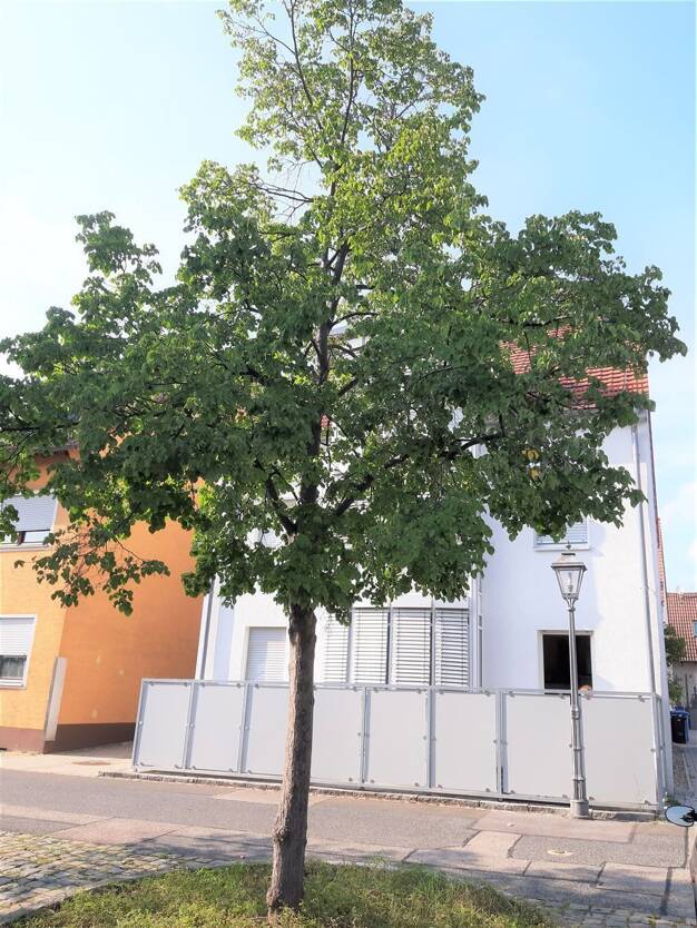 Wohnung zur Miete 780 € 3 Zimmer 95 m² 1. Geschoss Allersberg Allersberg 90584