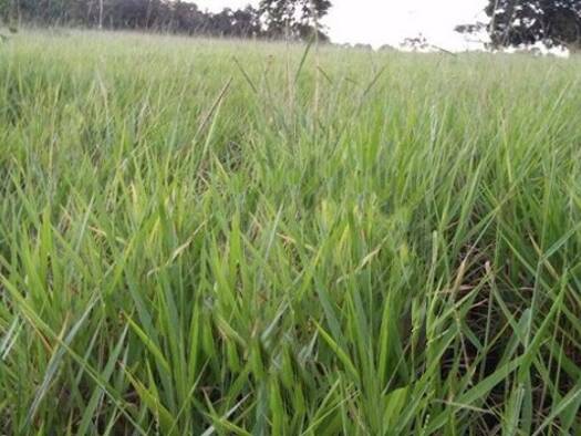 Grundstück zum Kauf 790.000 € 6.200.000 m² Grundstück Cuiaba 78195000