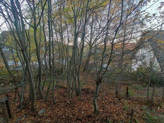 Grundstück zum Kauf 715.000 € 3.500 m² Grundstück Brilon 59929