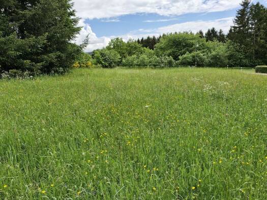 Grundstück zum Kauf 91.000 € 1.820 m² Grundstück Niederprüm Prüm - Weinsfeld 54595