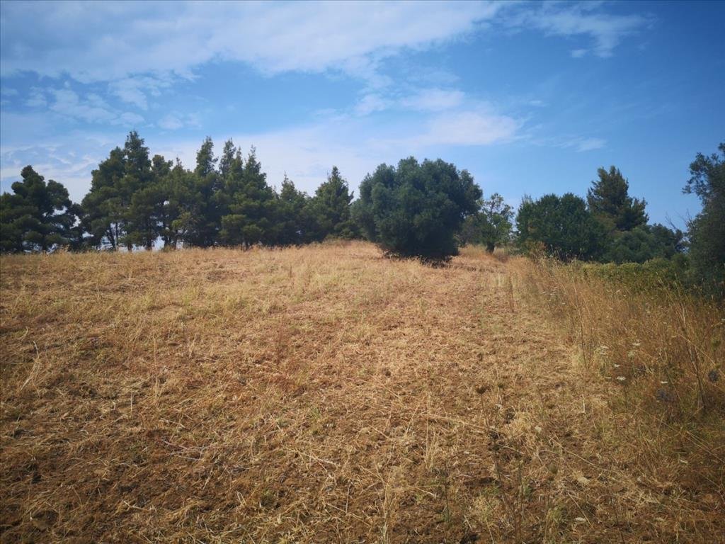 Land-/Forstwirtschaft zum Kauf 100.000 € 4.300 m²<br/>Grundstück Chalkidiki