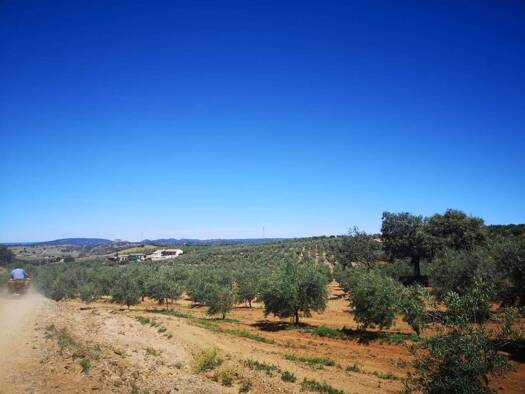 Grundstück zum Kauf 620.000 € carretera de constantina km 3,5 Villanueva del Río y Minas 41350