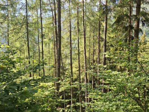 Land-/Forstwirtschaft zum Kauf 189.986 m² Grundstück Breitenau am Hochlantsch 8614