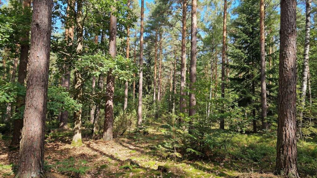 Forstwirtschaft zum Kauf provisionsfrei als Kapitalanlage geeignet 6.400 € 1 Zimmer 2.921 m² Grundstück Ziegenhain 07749