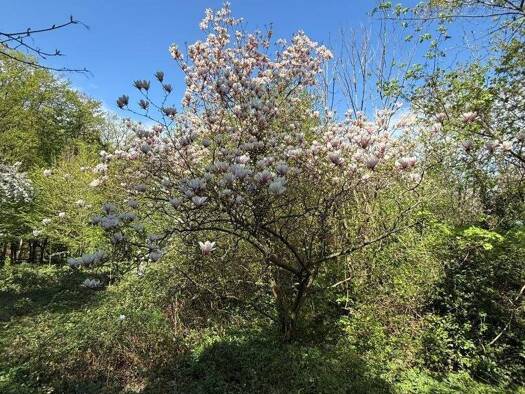 Grundstück zum Kauf 299.000 € 1.150 m² Grundstück Eselstiege Wien 1170