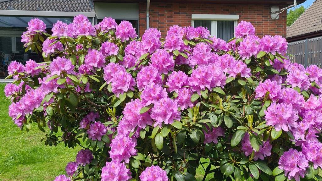 Einfamilienhaus zum Kauf provisionsfrei 359.000 € 4 Zimmer 102 m² 830 m² Grundstück Hemmingstedt 25770