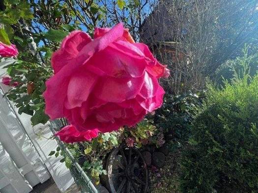 Einfamilienhaus zum Kauf 317.939 € 4,5 Zimmer 132,5 m² 569 m² Grundstück Dülmen 48249