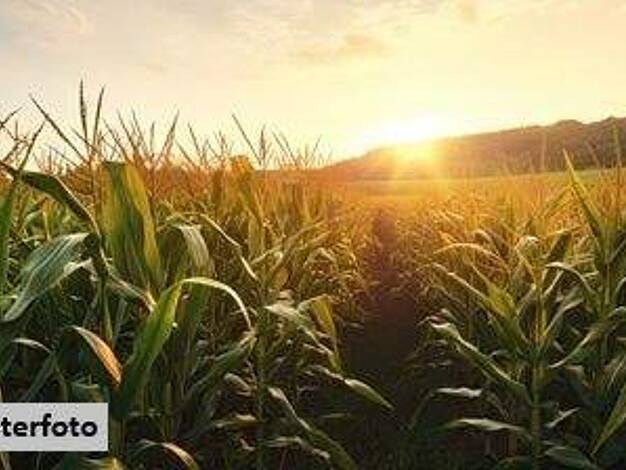 Land-/Forstwirtschaft zum Kauf 36.000 € 1.612 m² Grundstück Sandhausen 69207