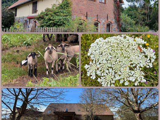 Bauernhaus zum Kauf 875.000 € 8 Zimmer 290 m² 6.235 m² Grundstück Rheinsberg Rheinsberg 16831