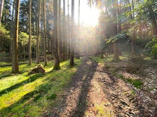 Land-/Forstwirtschaft zum Kauf 18.500 € 2.193 m² Grundstück Pentling Pentling / Matting 93080