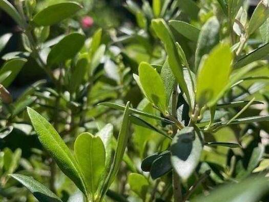 Grundstück zum Kauf 1.645 m² Grundstück Mozartstraße 8 Eichenau 82223