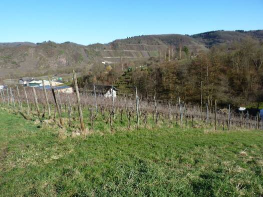 Land-/Forstwirtschaft zum Kauf provisionsfrei 5.900 € 919 m² Grundstück Bremm 56814