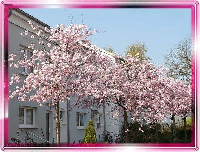 Immobilie in Bernau - Bezugsfrei ab Juni 2026, Eigenheim in beliebter, ruhiger Wohnlage.  - Bild 0