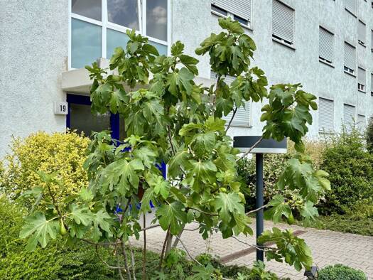 Immobilie zum Kauf als Kapitalanlage geeignet 219.500 € 2 Zimmer 57,1 m² Wörth Wörth am Rhein 76744