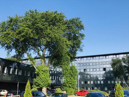 Bürofläche zur Miete provisionsfrei 6,50 € 698,9 m² Bürofläche teilbar ab 628,3 m² Duisburg 47229