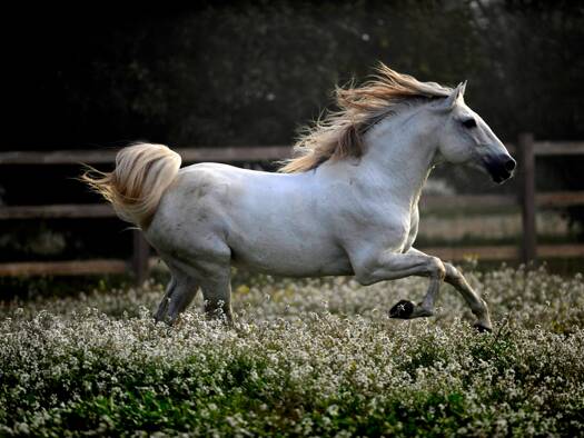 Reiterhof zum Kauf 7.850.000 € 445 m² 152.800 m² Grundstück Marktoberdorf 87616