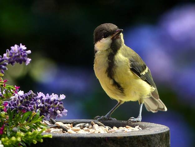 Doppelhaushälfte zum Kauf 496.705 € 5 Zimmer 137 m² 229 m² Grundstück Ickern Castrop Rauxel 44577