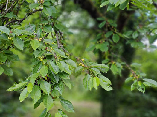 Grundstück zum Kauf 239.000 € 693 m² Grundstück Meerholz Gelnhausen-Meerholz 63571