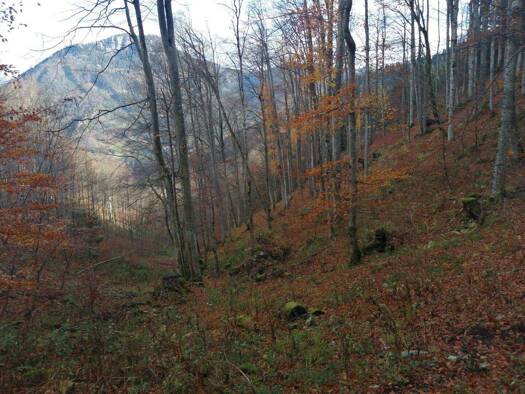 Land-/Forstwirtschaft zum Kauf 46.256 € 30.837 m² Grundstück Nestelberg-Lackenhof 3295