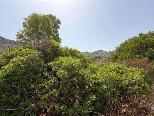 Acker-/Waldstück zum Kauf 450.000 € Artà 07570