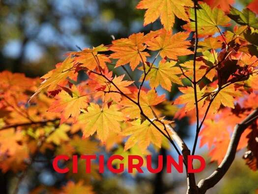 Grundstück zum Kauf provisionsfrei 735 m² Grundstück Thalk.Obersendl.-Forsten-Fürstenr.-Solln München 81476