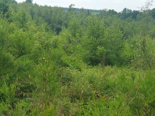 Land-/Forstwirtschaft zum Kauf provisionsfrei 19.000 € 13.779 m² Grundstück Lienkamp Marienheide 51709