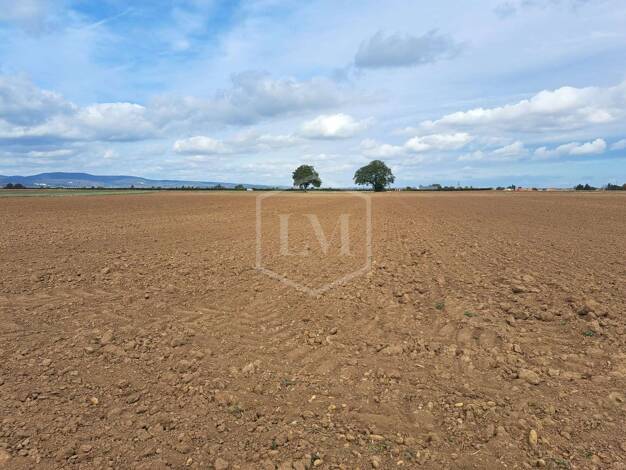 Land-/Forstwirtschaft zum Kauf 405.000 € 73.731 m² Grundstück Assenheim Hochdorf-Assenheim 67126