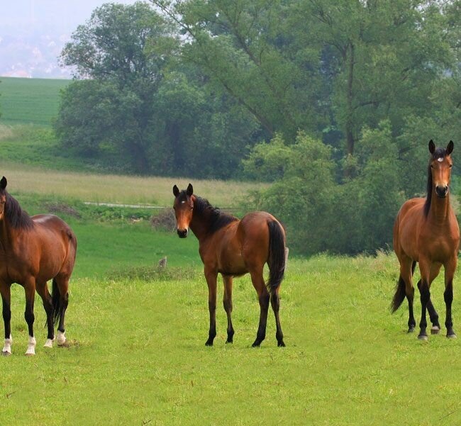 Reiterhof zum Kauf 1.800.000 € 600 m²<br/>Fläche 130.000 m²<br/>Grundstück Bad Segeberg 23795