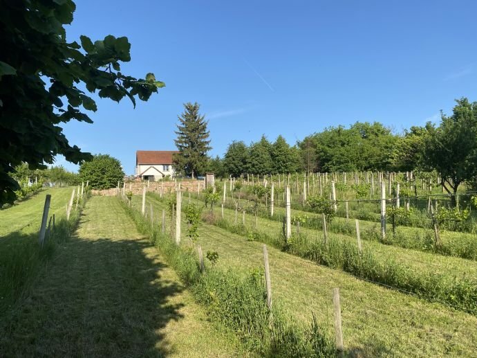 Landwirtschaftliche Fläche zum Kauf 99.000 € 5.938 m²<br/>Grundstück Balatonberény 8649