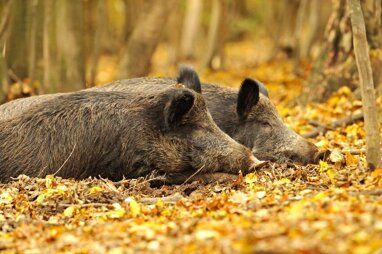 Forstwirtschaft zum Kauf 1.470.000 m² Grundstück Dunkelsteinerwald 3122