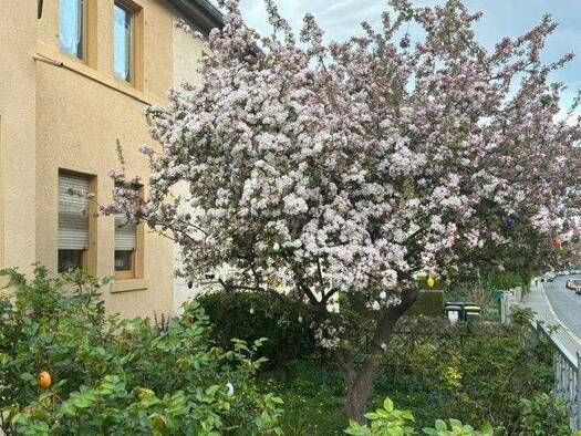 Doppelhaushälfte zum Kauf 620.000 € 8 Zimmer 245 m² 465 m² Grundstück frei ab 01.05.2026 Löbervorstadt Erfurt 99096