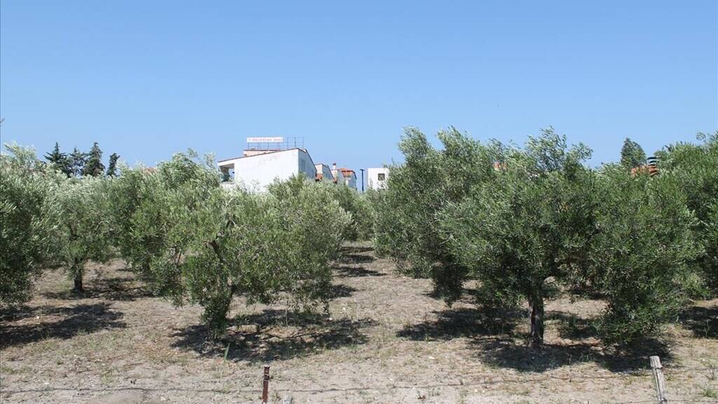 Land-/Forstwirtschaft zum Kauf 300.000 € 1.000 m² Grundstück Chalkidiki