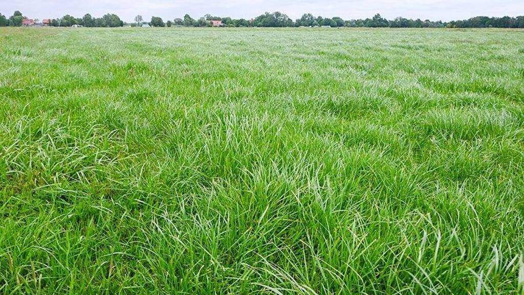 Land-/Forstwirtschaft zum Kauf 440.000 € 180.000 m² Grundstück Burg-Grambke Bremen 28719