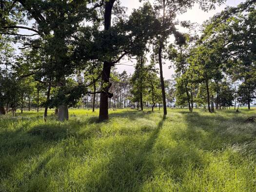 Forstwirtschaft zum Kauf 20.000 € 19.810 m² Grundstück Falkenberg Falkenberg/Elster 04895