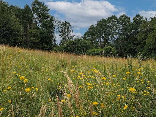 Land-/Forstwirtschaft zum Kauf 600 € 1.274 m² Grundstück Barbis Bad Lauterberg 37431
