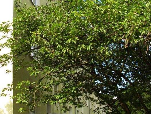 Wohnung zur Miete 751 € 2 Zimmer 52,1 m² 3. Geschoss frei ab 23.04.2026 Dunantring 43 Sossenheim Frankfurt am Main 65936