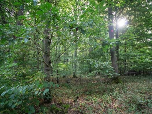 Land-/Forstwirtschaft zum Kauf provisionsfrei 354.000 € 120.000 m² Grundstück Poppenhausen Poppenhausen 97490