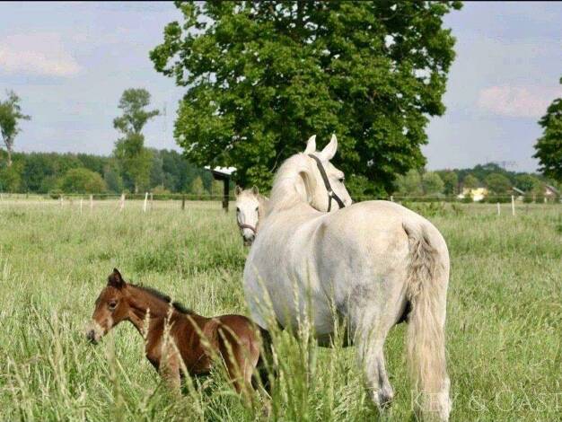Reiterhof zum Kauf 1.849.999 € 49.000 m² Grundstück Velten 16727
